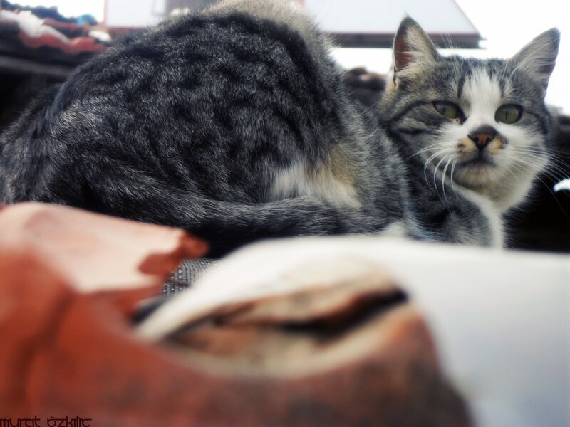 gray tabby cat on roof