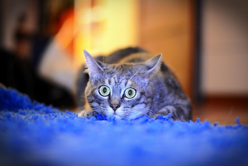 Gray Tabby Cat on Rug