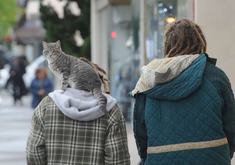 Gray Tabby Cat on Shoulder