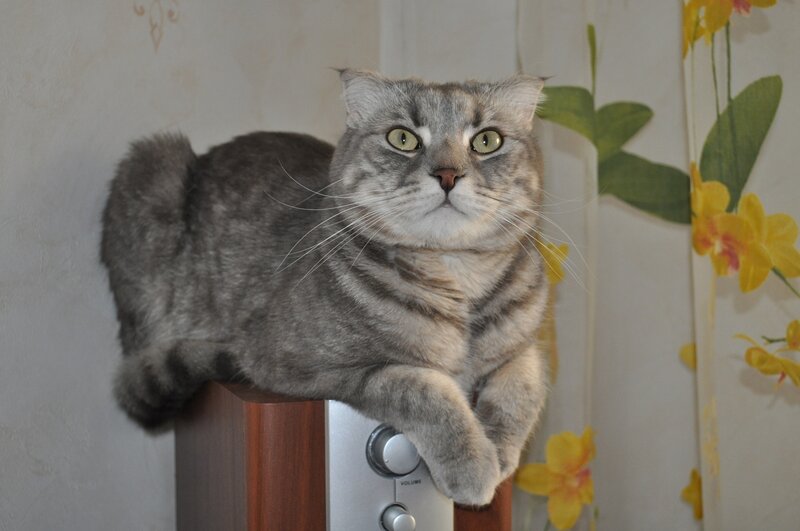 gray tabby cat on speaker
