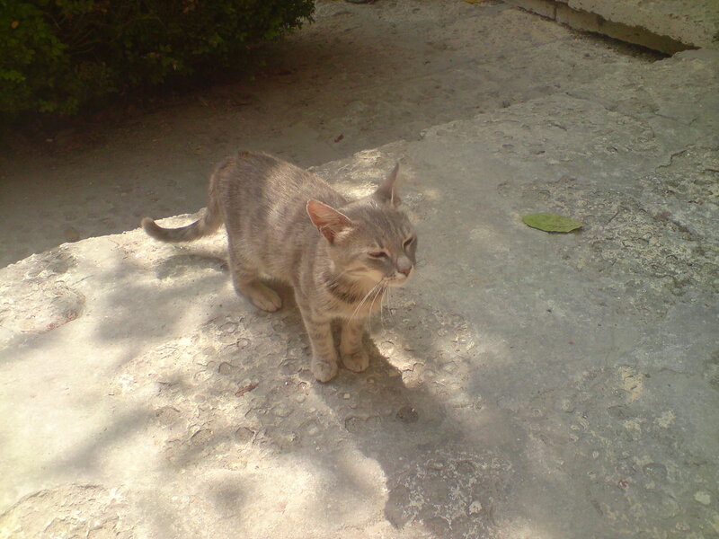 gray tabby cat on stone