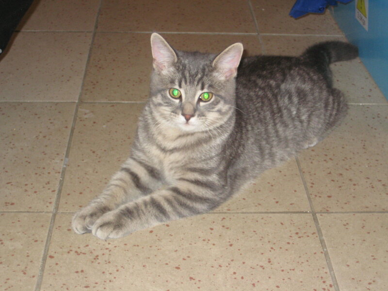 gray tabby cat on tiled floor