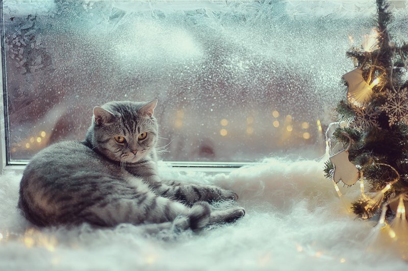 Gray Tabby Cat on Windowsill