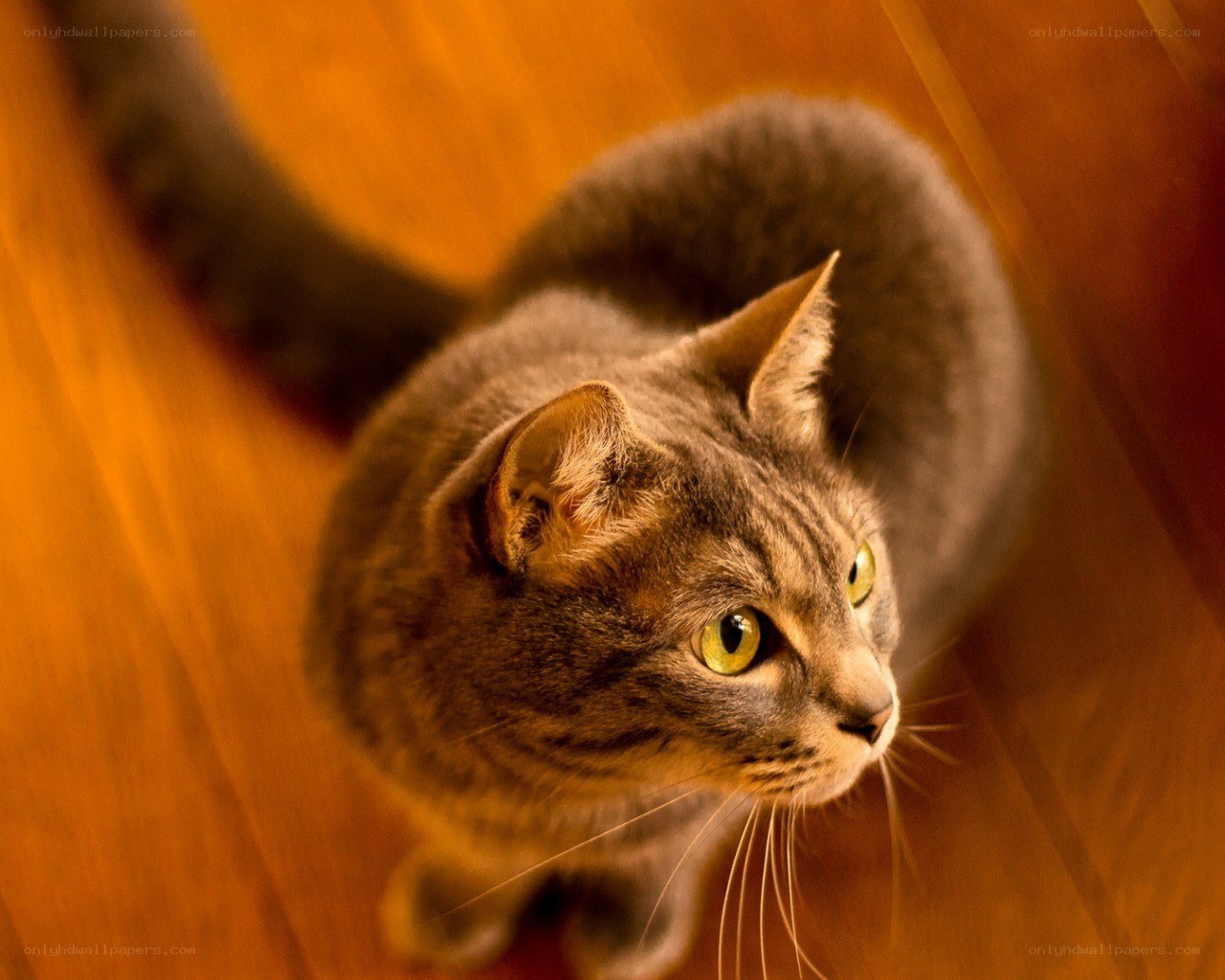 gray tabby cat on wood floor