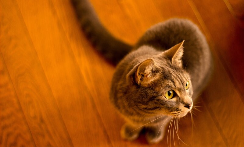 gray tabby cat on wooden floor