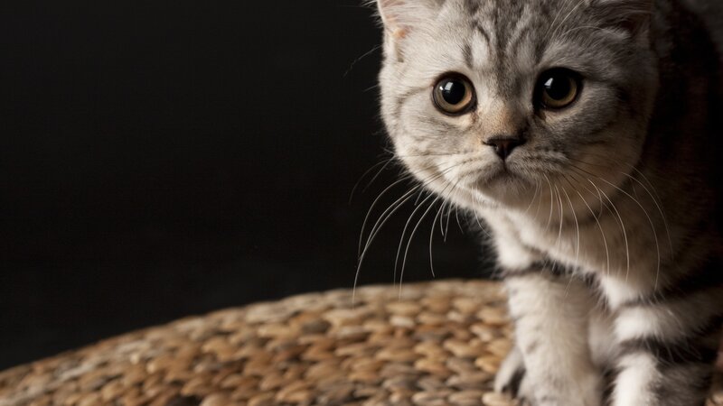 gray tabby cat on woven surface