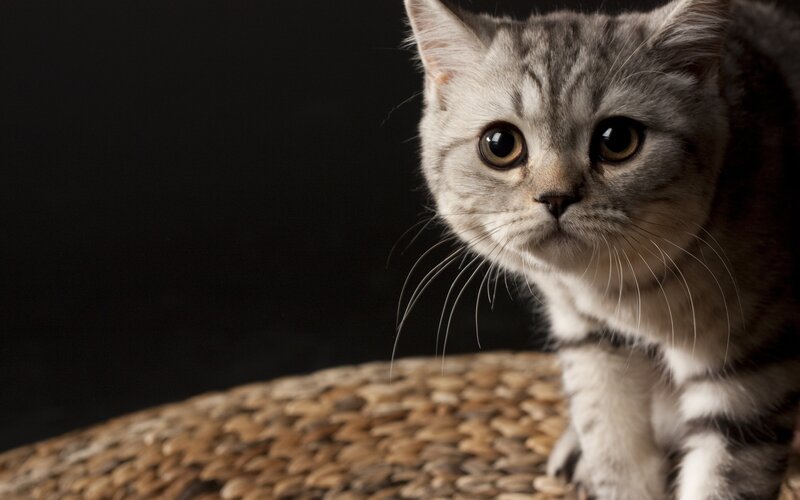 gray tabby cat on woven surface