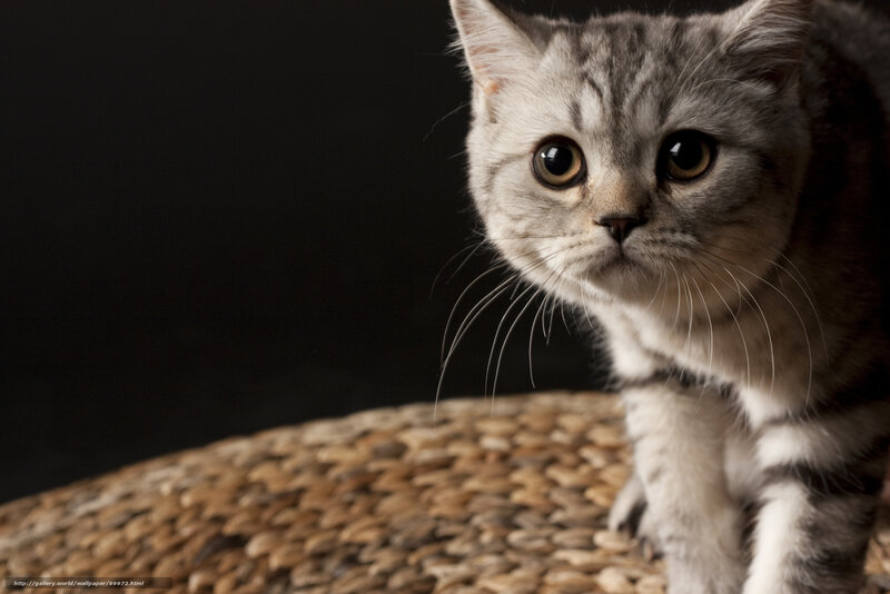 gray tabby cat on woven surface