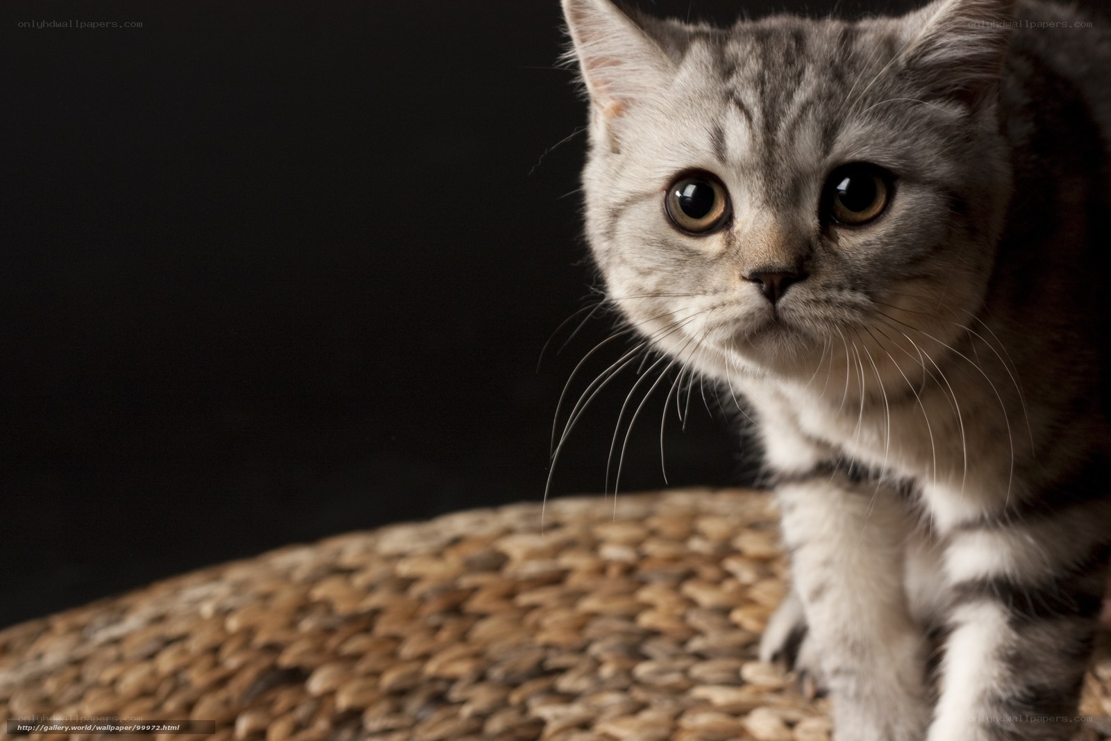 gray tabby cat on woven surface