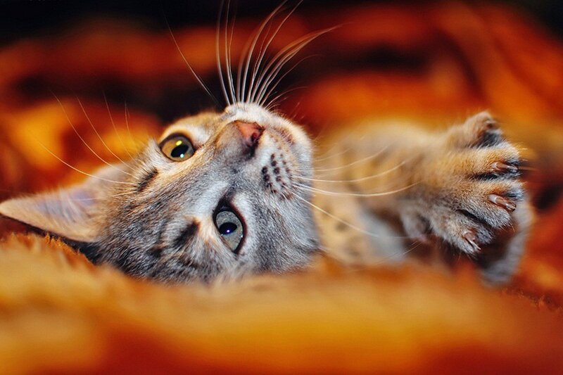 Gray Tabby Cat — Orange