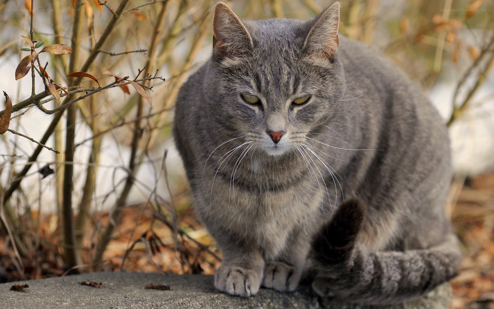 gray tabby cat outdoors