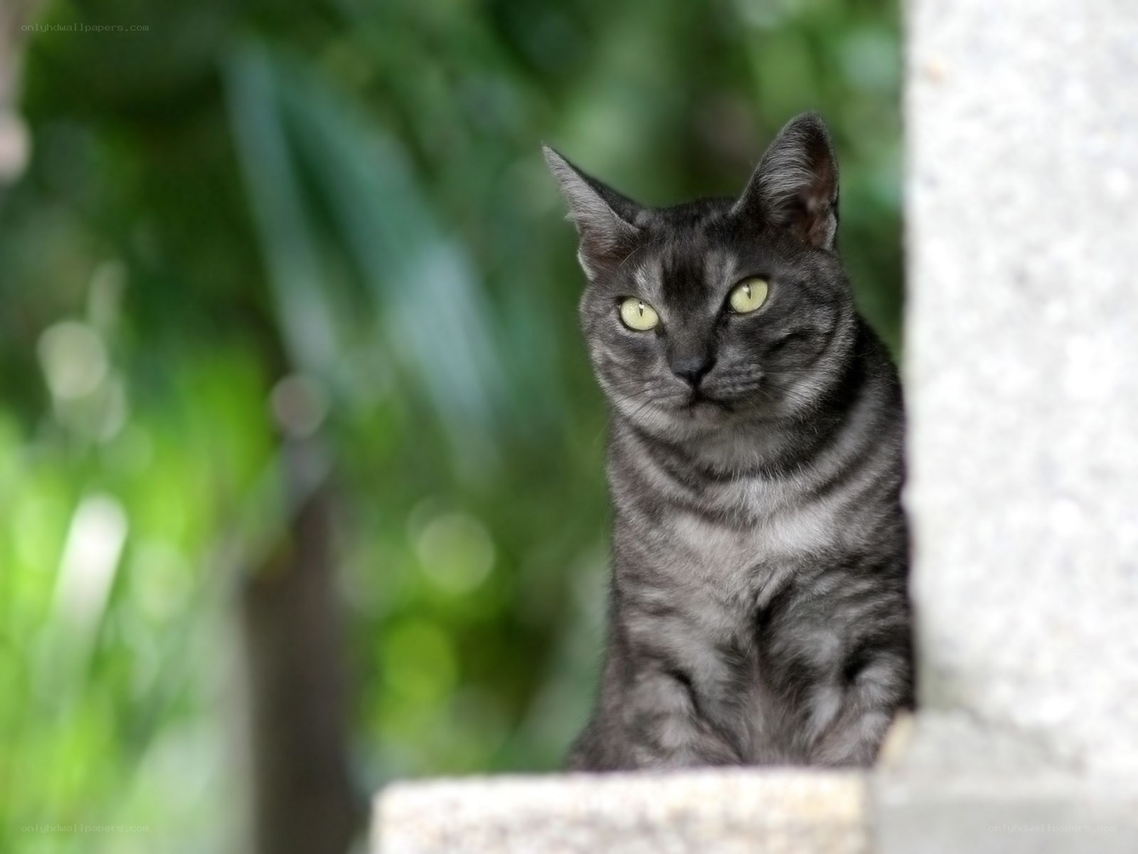 gray tabby cat outdoors
