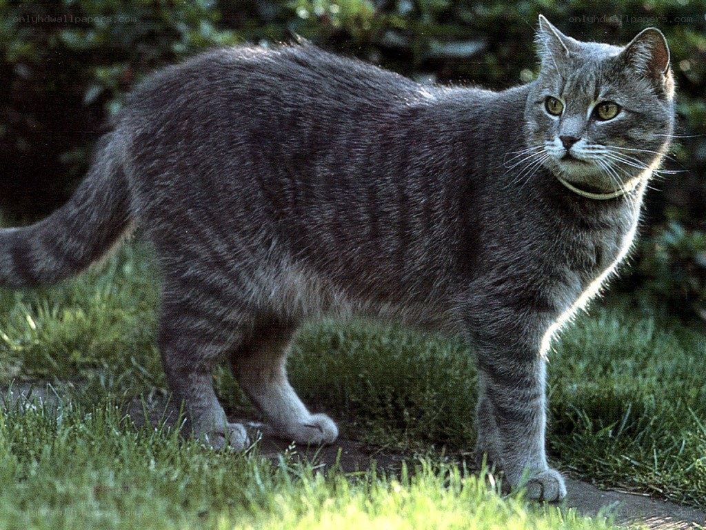 gray tabby cat outdoors