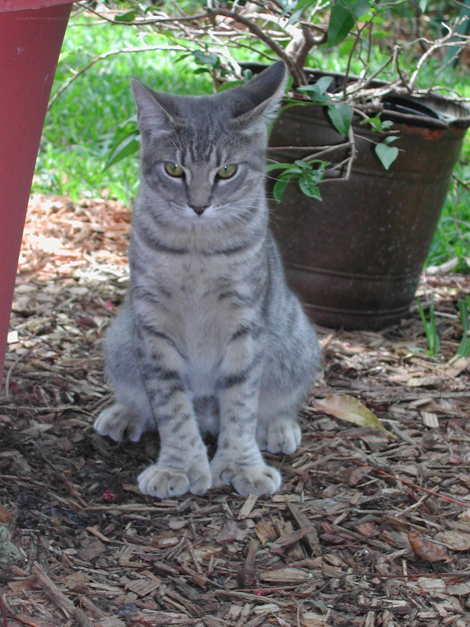 gray tabby cat outdoors