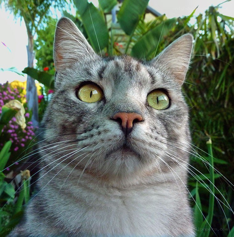 gray tabby cat outdoors