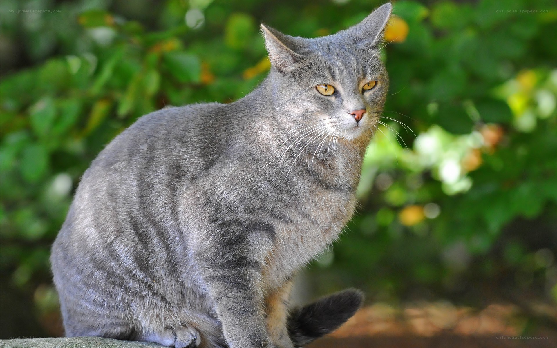 gray tabby cat outdoors