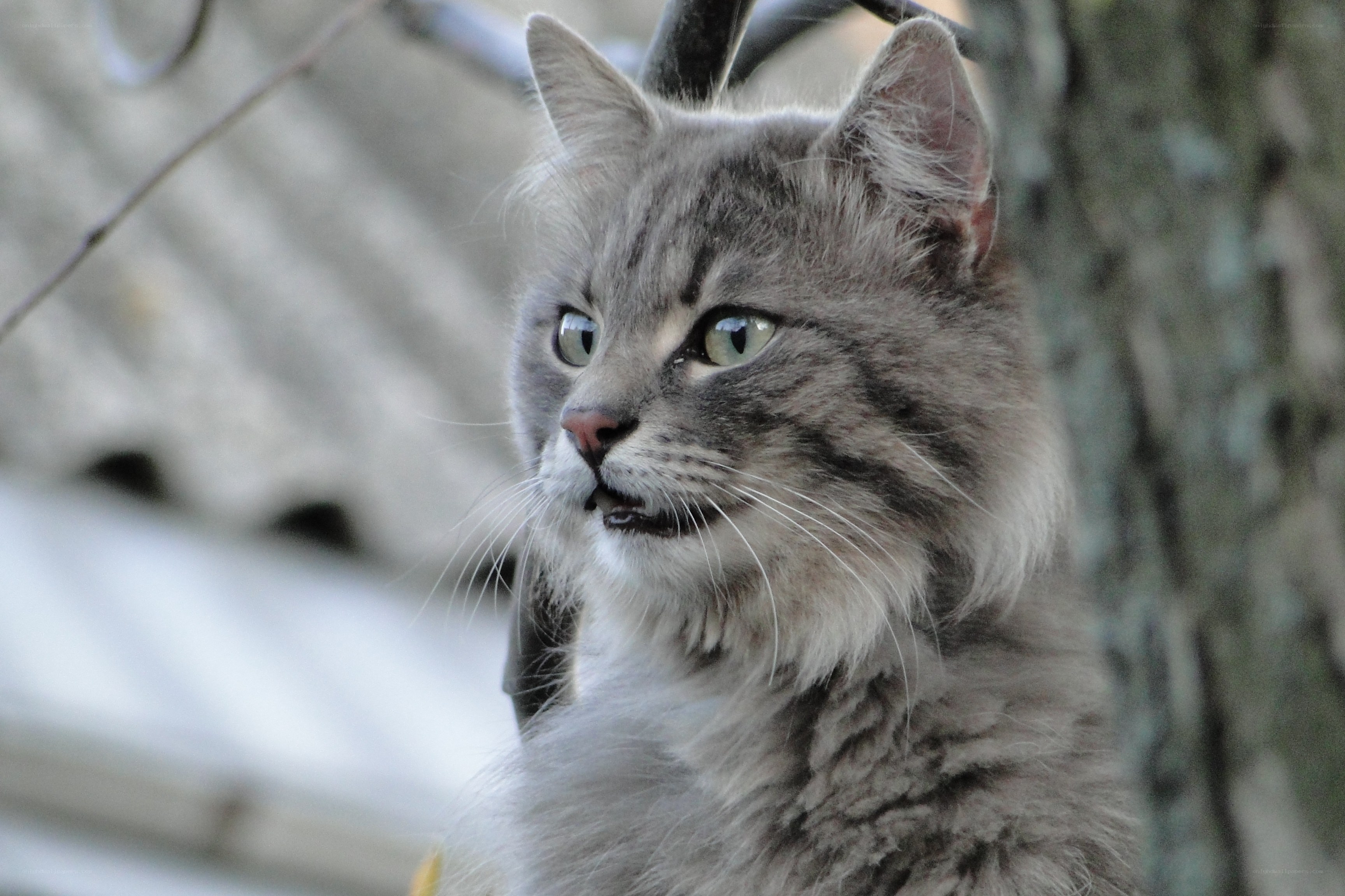 gray tabby cat outdoors