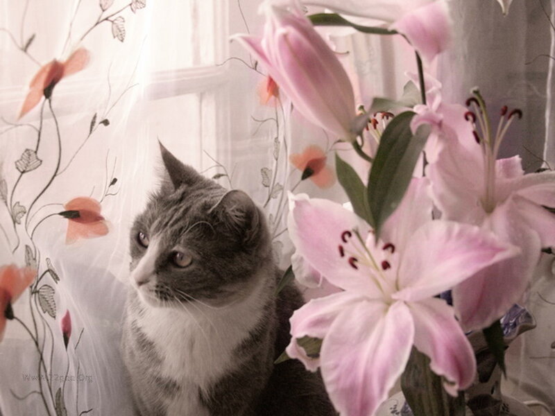 Gray Tabby Cat — Pink, Calm