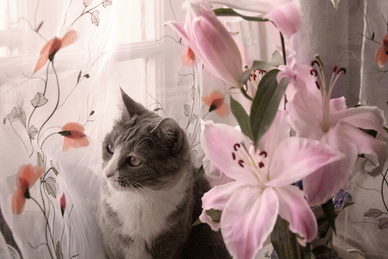 Gray Tabby Cat — Pink
