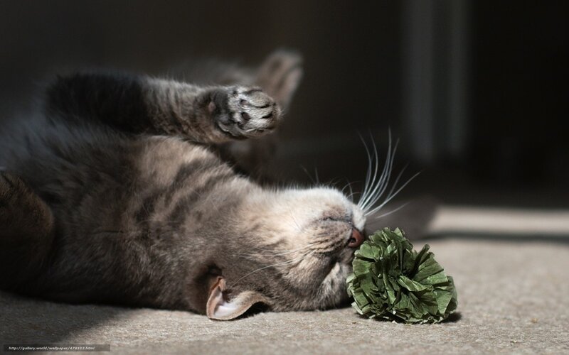 Gray Tabby Cat Playing — Playful, Afternoon
