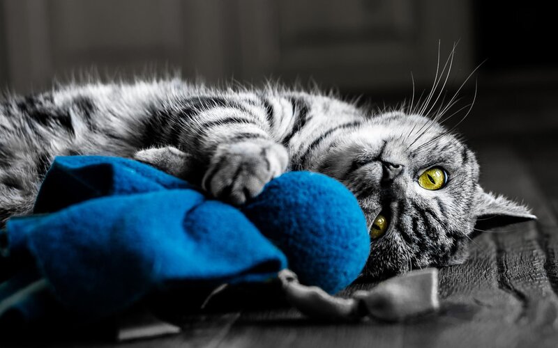 Gray Tabby Cat Playing — Playful, Photograph, Blue Toy