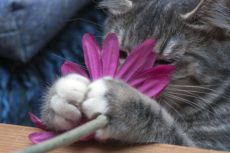 Gray Tabby Cat Playing — Playful, Photograph