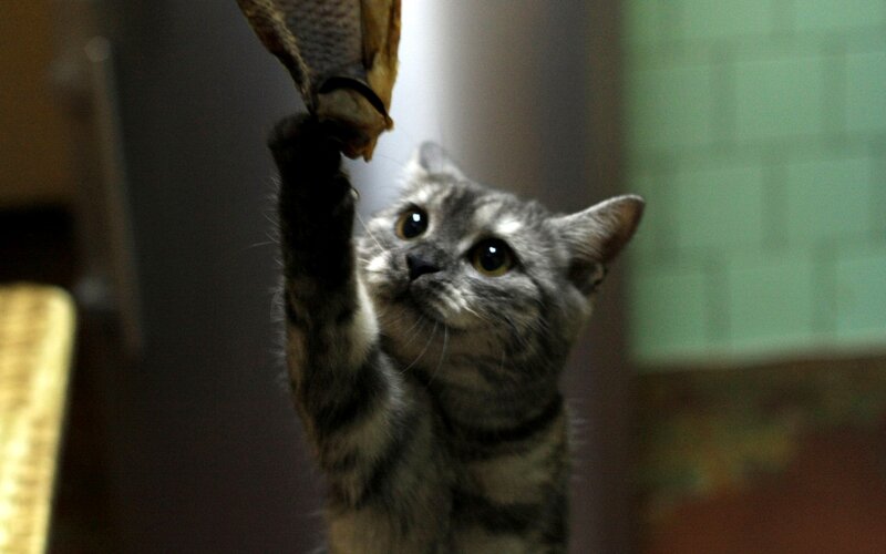 Gray Tabby Cat Playing