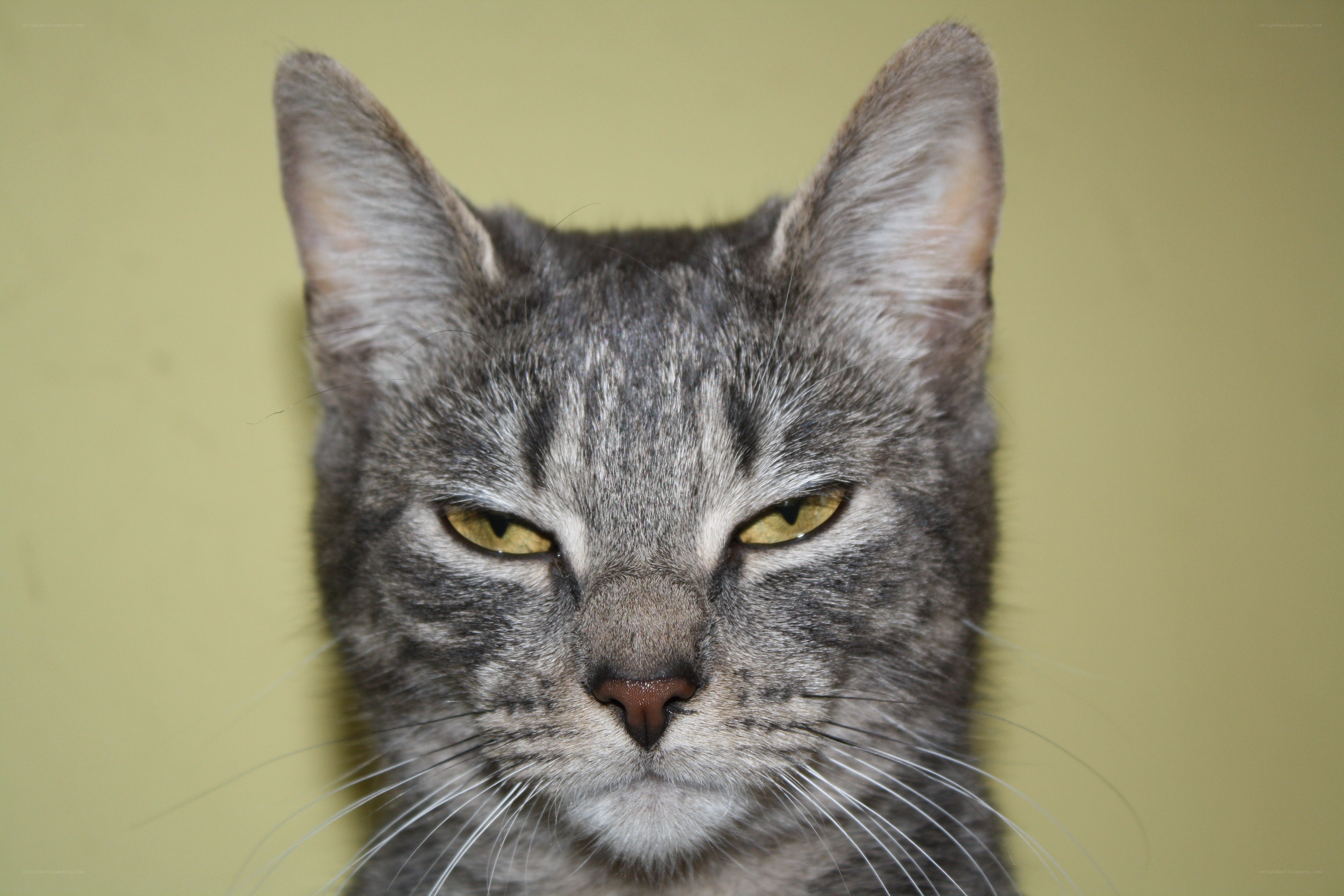 gray tabby cat portrait