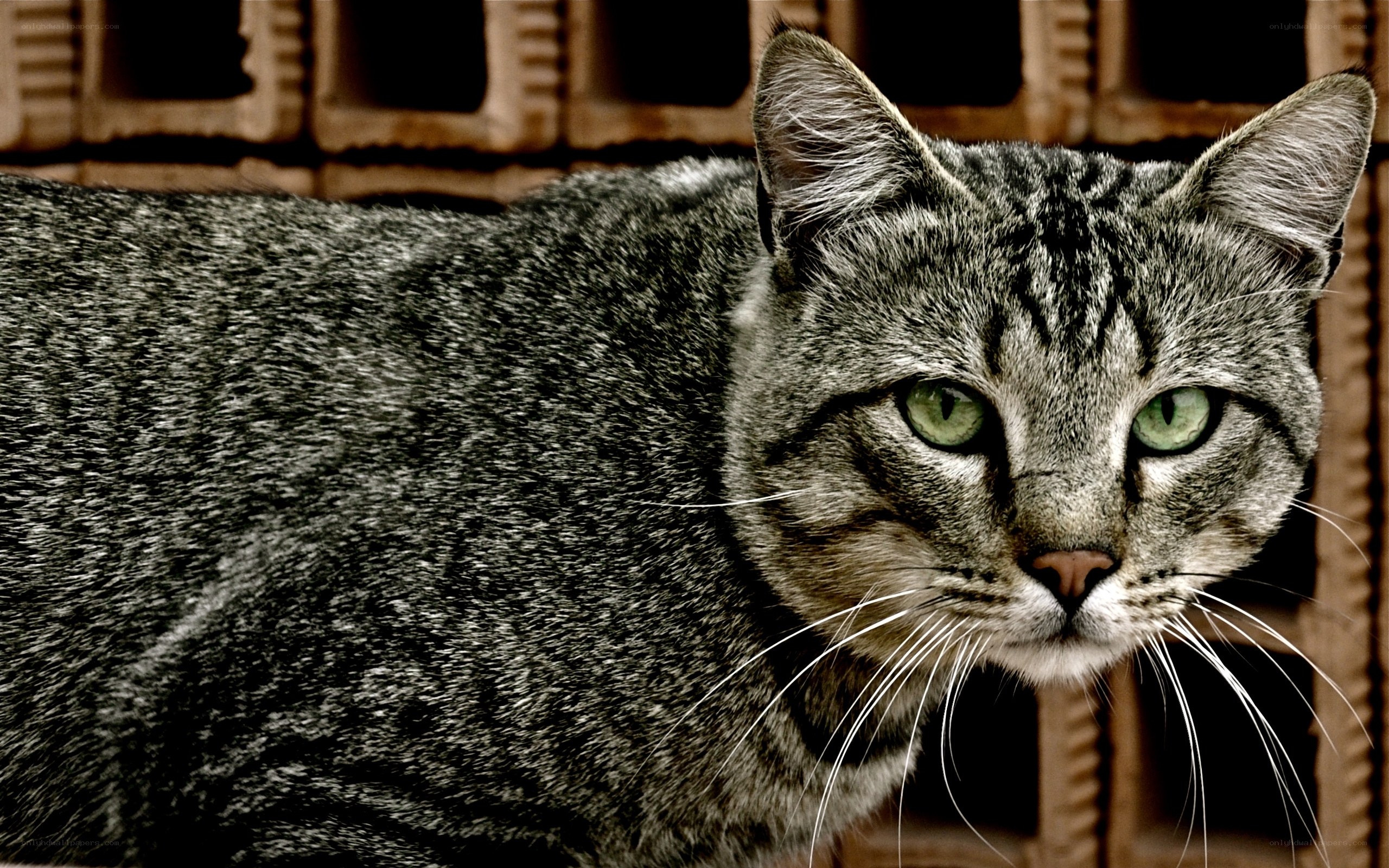 gray tabby cat portrait