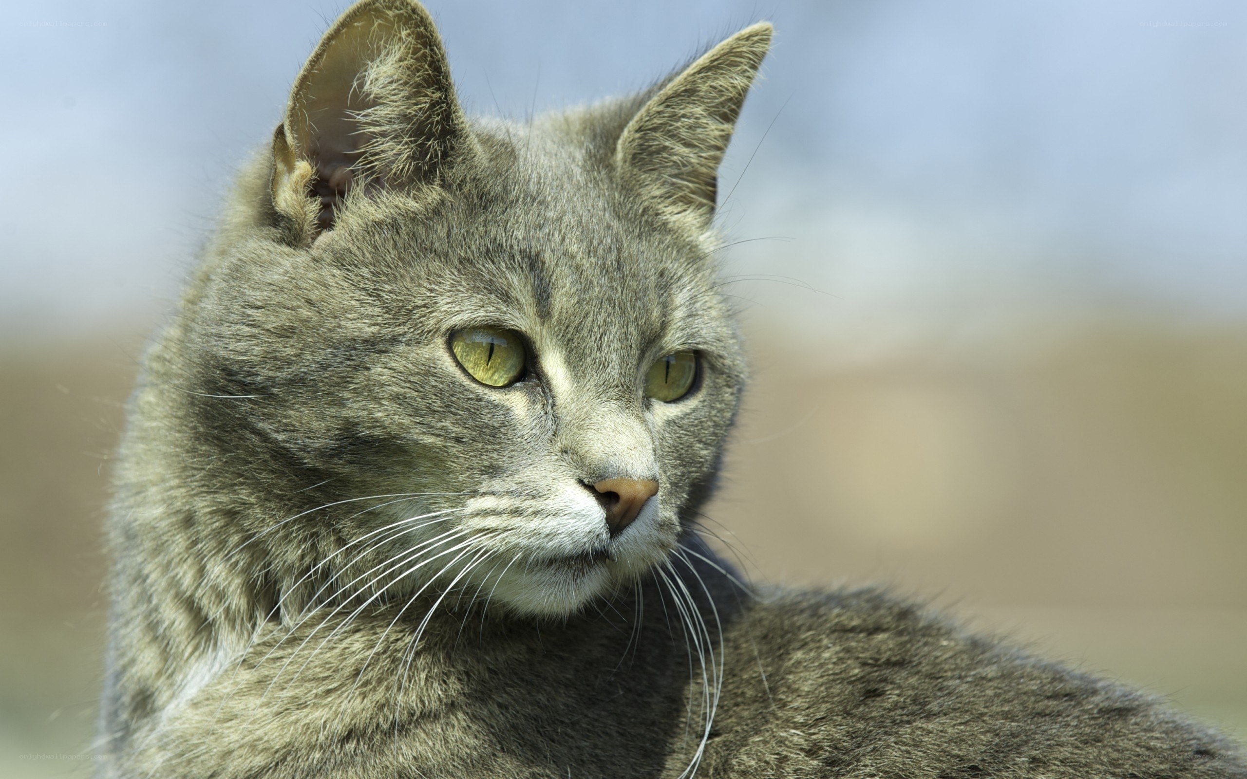 gray tabby cat portrait