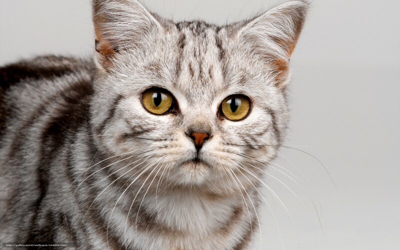 gray tabby cat portrait
