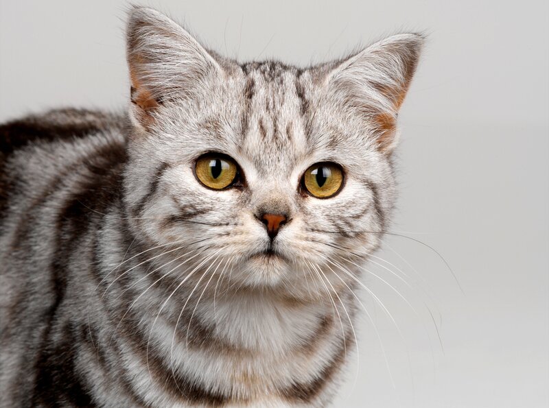 gray tabby cat portrait