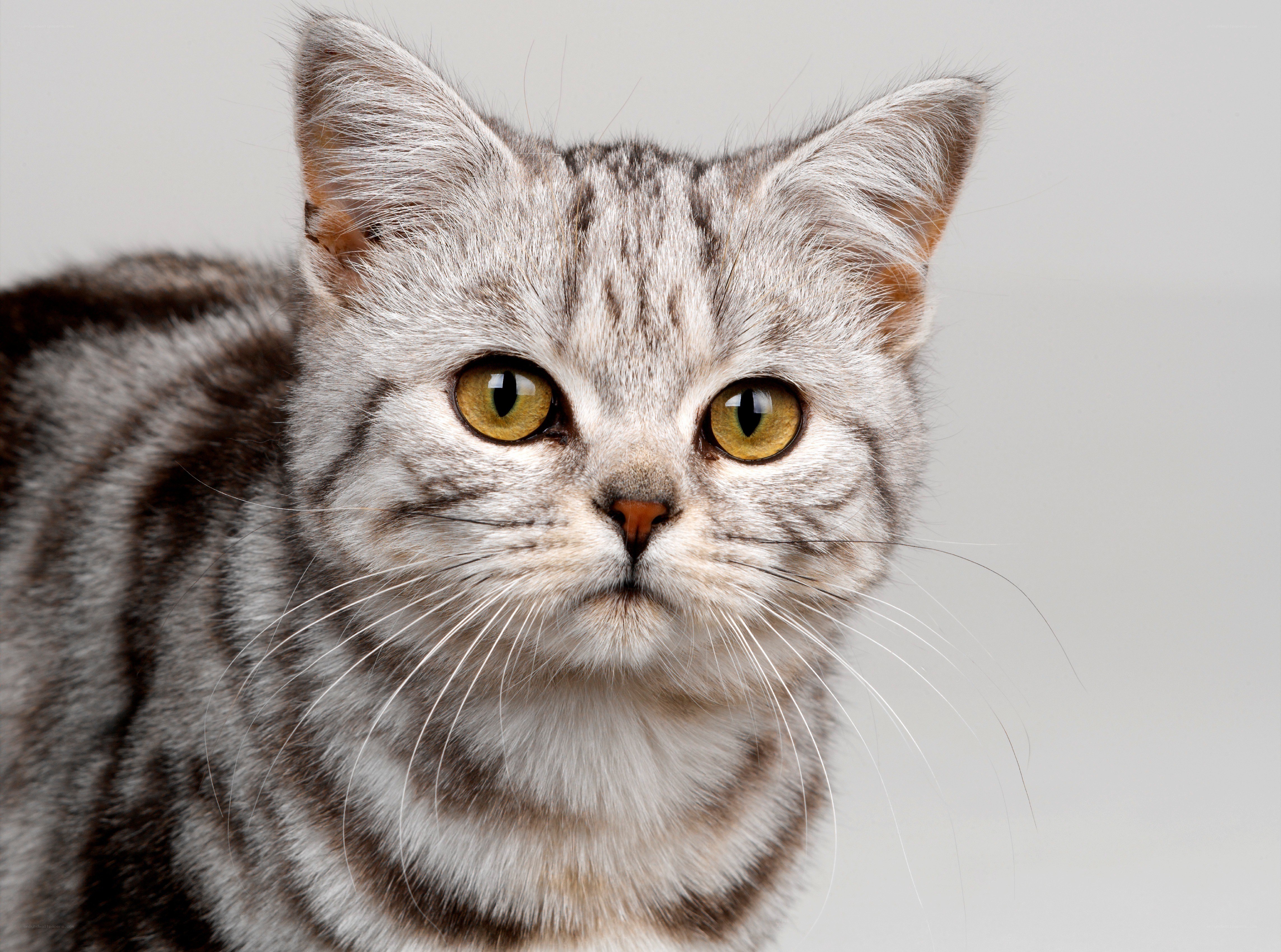 gray tabby cat portrait
