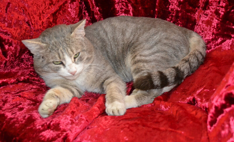 Gray Tabby Cat — Red, Calm