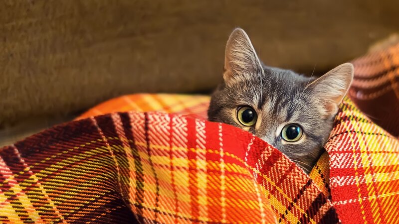 Gray Tabby Cat — Red, Curious