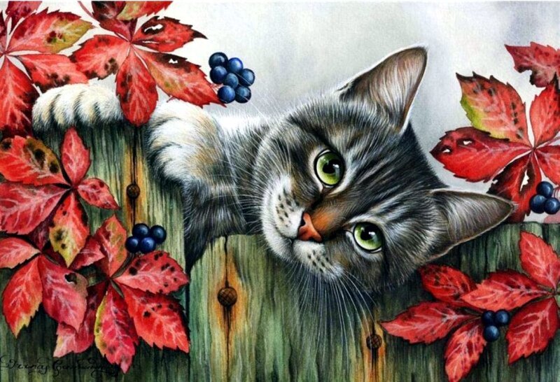 Gray Tabby Cat — Red