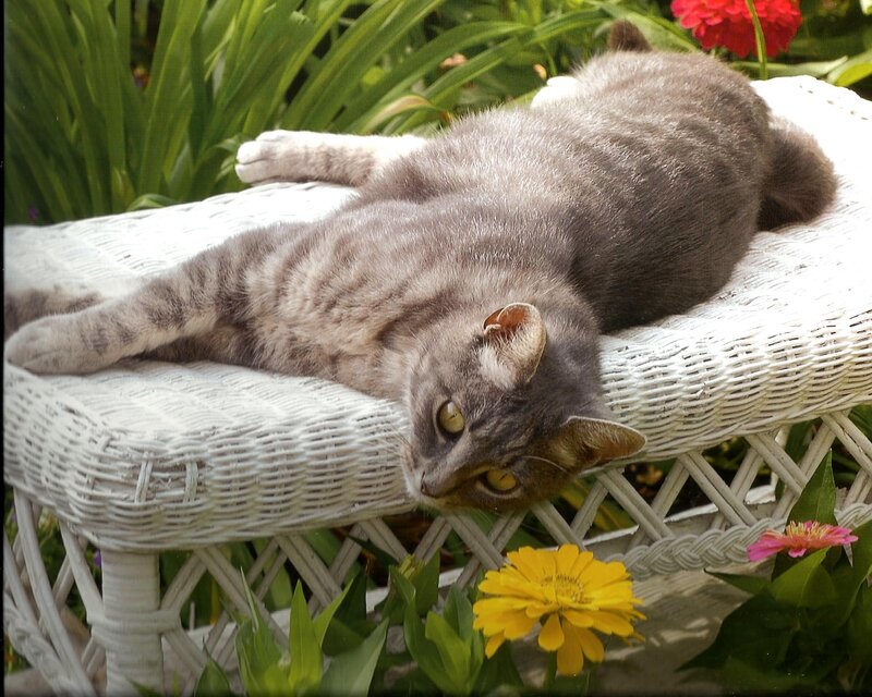 Gray Tabby Cat — Relaxed, Afternoon, Photograph