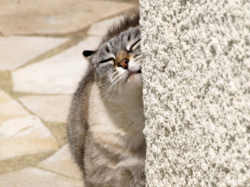 Gray Tabby Cat — Relaxed, Afternoon