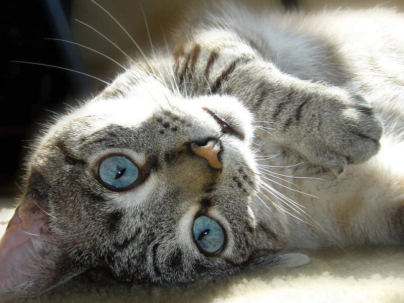 Gray Tabby Cat — Relaxed