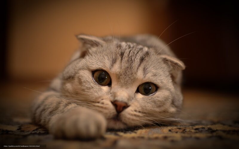 gray tabby cat resting