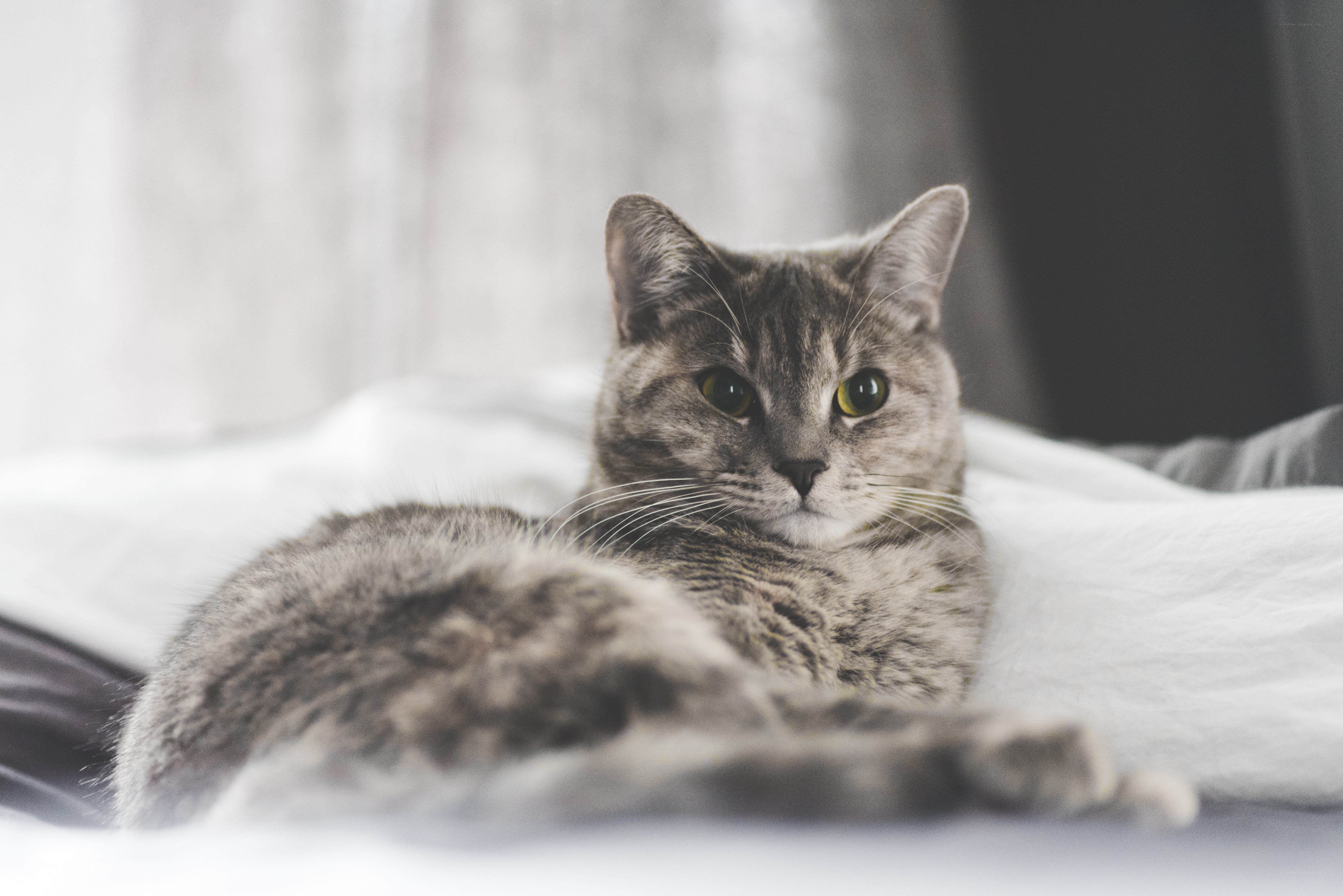 gray tabby cat resting