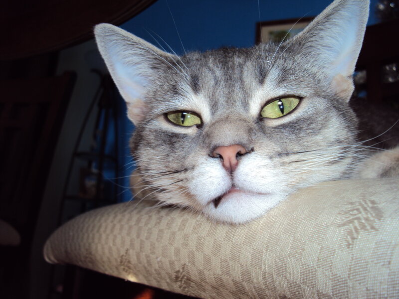 gray tabby cat resting