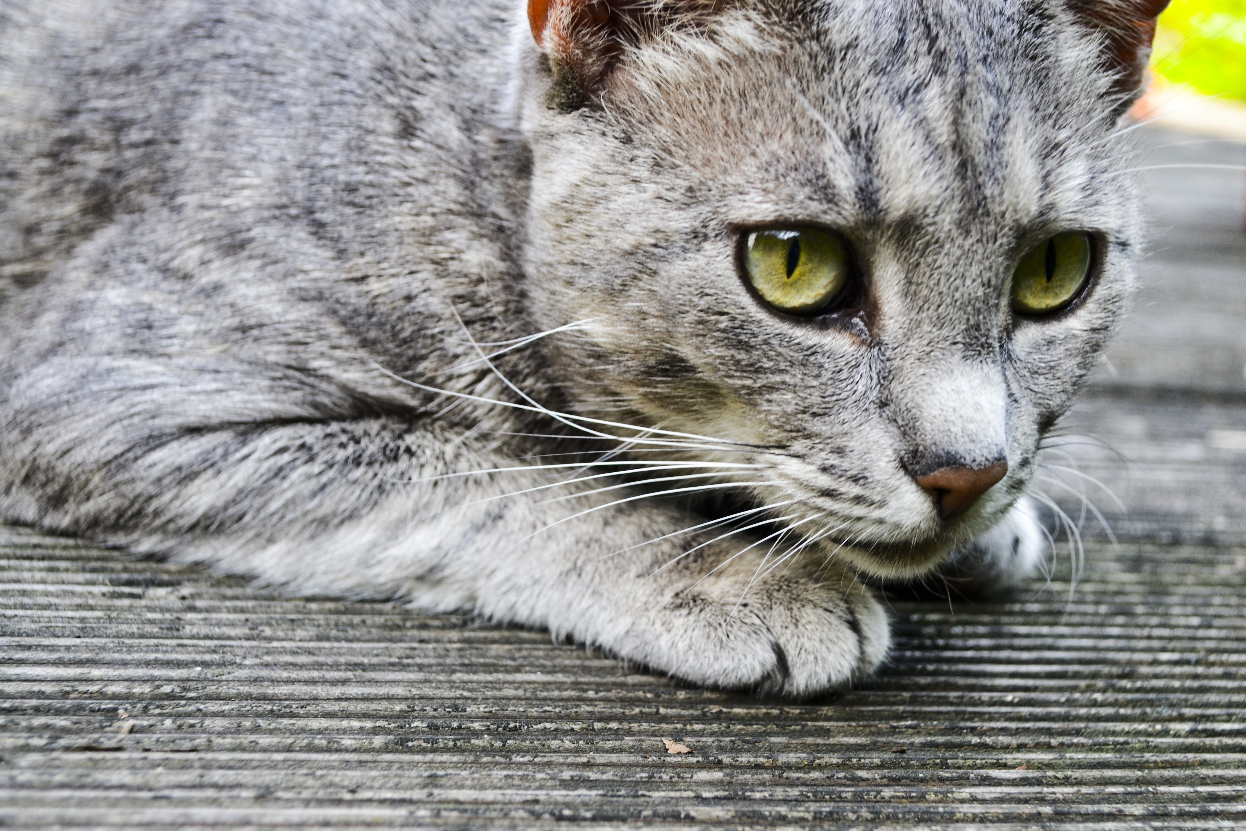 gray tabby cat resting