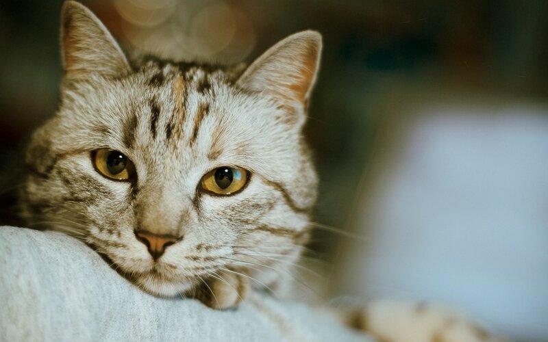gray tabby cat resting