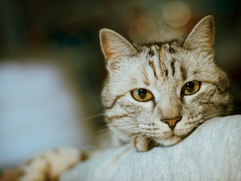 gray tabby cat resting