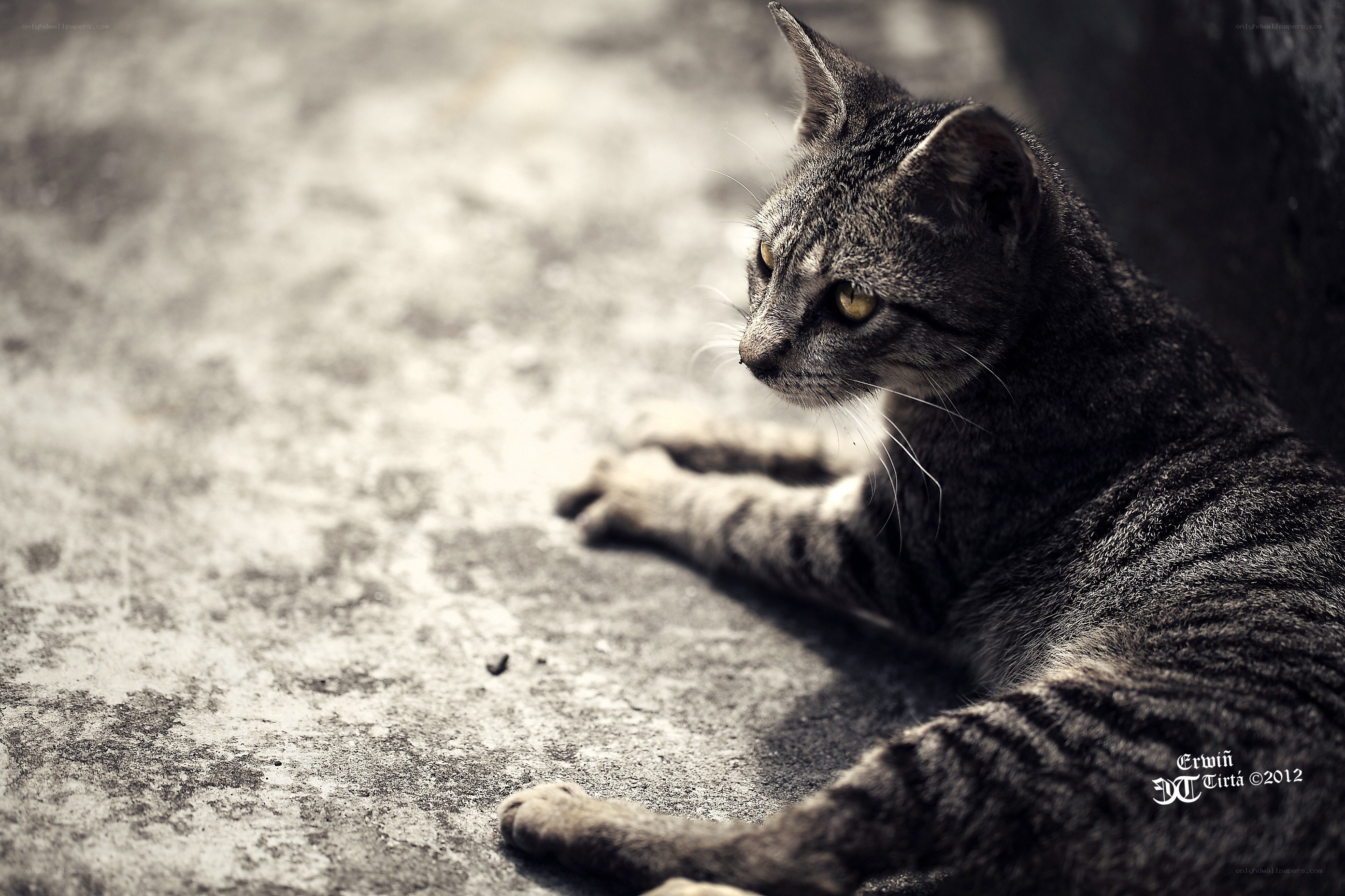 gray tabby cat resting