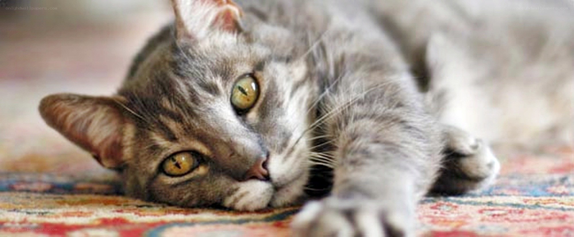 gray tabby cat resting