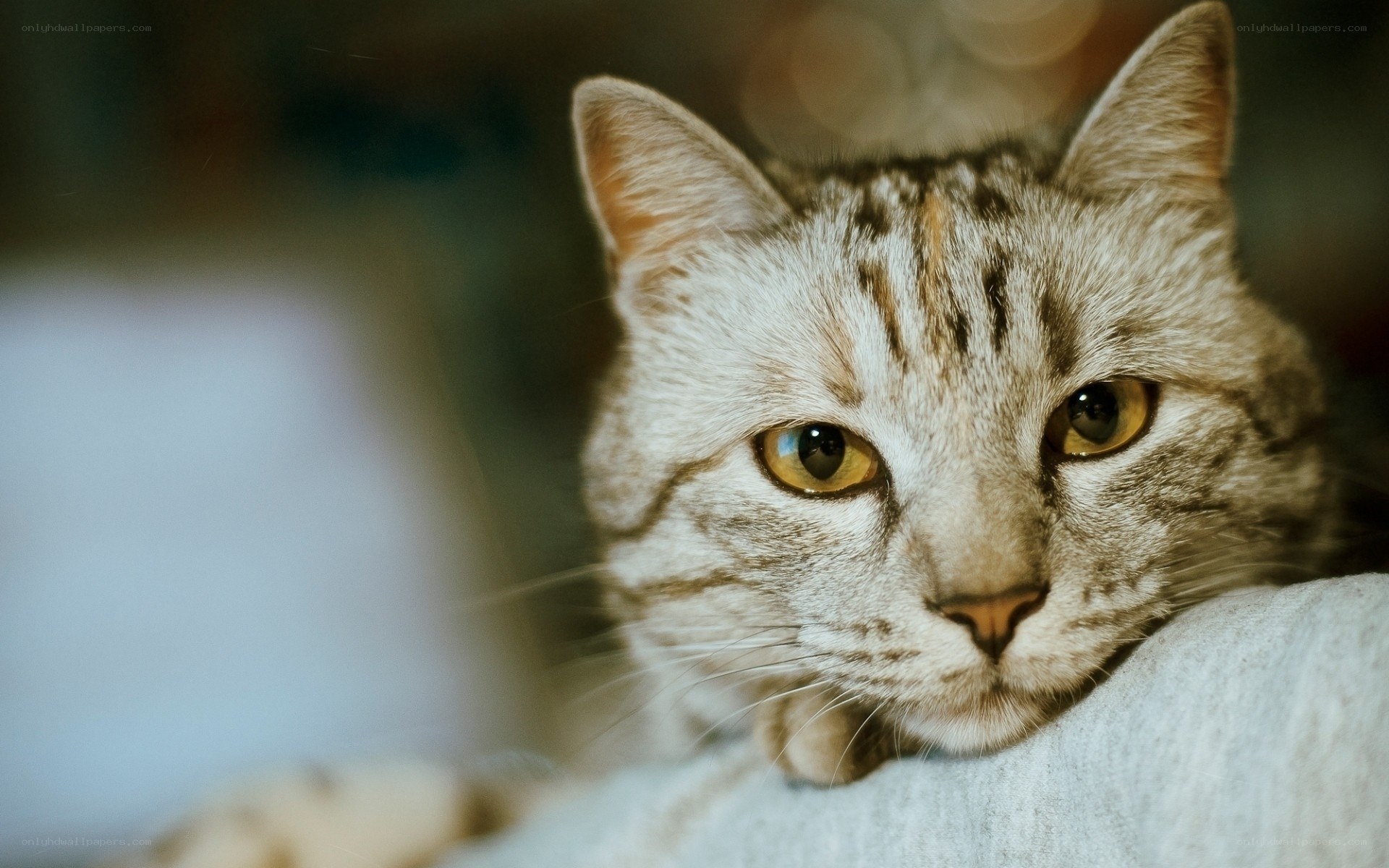 gray tabby cat resting