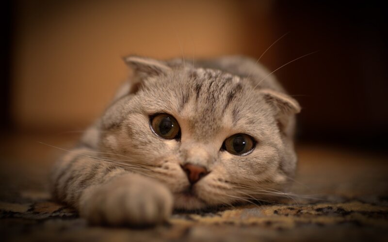 gray tabby cat resting