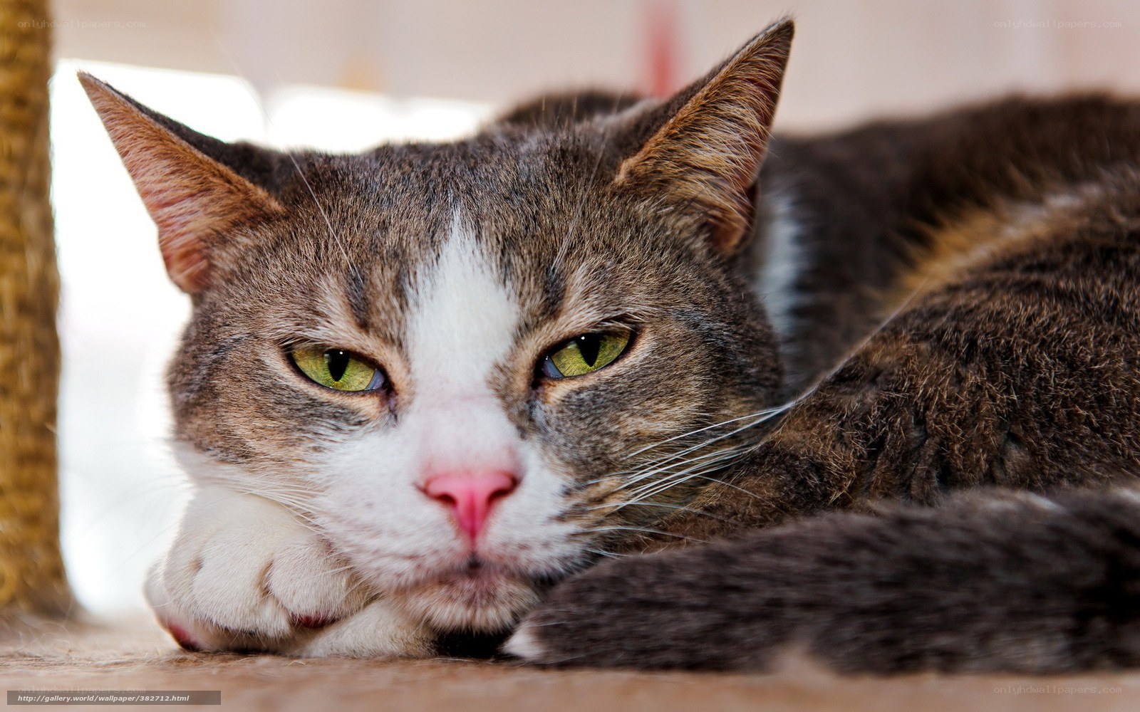 gray tabby cat resting